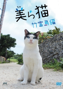 美（ちゅ）ら猫　竹富島編