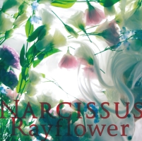 Ｎａｒｃｉｓｓｕｓ