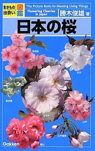 日本の桜