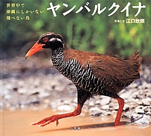 ヤンバルクイナ 世界中で沖縄にしかいない飛べない鳥