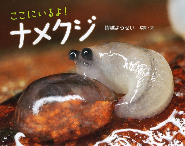 ここにいるよ!ナメクジ