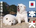 日本犬カレンダー　2015