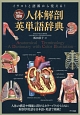 カラー図解　人体解剖英単語辞典