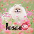 ポメラニアンカレンダー　2016