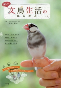 楽しい文鳥生活のはじめ方