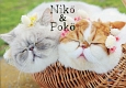 Niko＆Poko