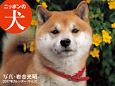 ニッポンの犬カレンダー　2017