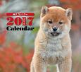 2017年ミニカレンダー　柴犬