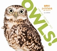 OWLS！世界のふくろうたちカレンダー　2017