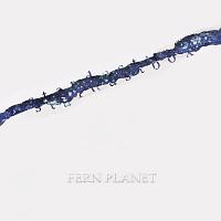 Fern Planet 新曲の歌詞や人気アルバム ライブ動画のおすすめ ランキング Tsutaya ツタヤ