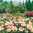 世界の美しいバラの庭