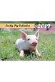 Lucky　Pig　Calendar　2019