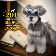 大判カレンダー　ミニチュア・シュナウザー　2019