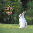大判カレンダー　ウサギ　2019