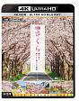 ビコム　4K　HDR　Ultra　HD　4K　さくら　HDR　春を彩る　華やかな桜のある風景