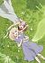 Fairy gone フェアリーゴーン Blu-ray Vol.5[TBR-29115D][Blu-ray/ブルーレイ]