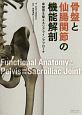 骨盤と仙腸関節の機能解剖