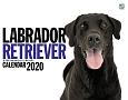 LABRADOR　RETRIEVERカレンダー　壁掛け　2020