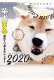 柴犬まる週めくり卓上カレンダー　2020