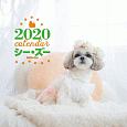 大判カレンダー　シー・ズー　2020