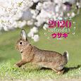 大判カレンダー　ウサギ　2020