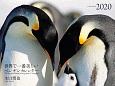ワイド判カレンダー　世界で一番美しいペンギン　カレンダー　2020