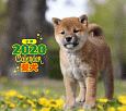 ミニ判カレンダー　柴犬　2020