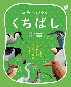 鳥のふしぎ　くちばし