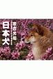 日本犬　カレンダー　2020
