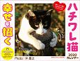 幸せを招く　ハチワレ猫カレンダー　2020