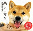 柴犬コマリ＠shibakoma