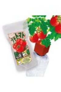 ペットボトル栽培グリーントイ　プチトマト