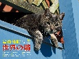 岩合光昭　世界の猫カレンダー　2021