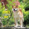 大判カレンダー柴犬　2021