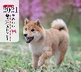 ミニ判カレンダーかわいい柴犬のカレンダー　2021