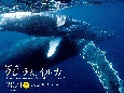 ワイド判カレンダー世界で一番美しいクジラ＆イルカカレンダー　2021