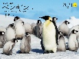 ワイド判カレンダー世界で一番美しいペンギンカレンダー　2021
