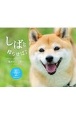 しばと暮らせば　柴犬カレンダー　2021