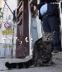 岩合光昭の世界ネコ歩き　シチリア