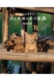 あるがままに、水と大地のネコ家族　劇場版岩合光昭の世界ネコ歩き