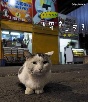 岩合光昭の世界ネコ歩き　チリ