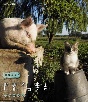 岩合光昭の世界ネコ歩き　ウルグアイ