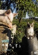 岩合光昭の世界ネコ歩き　ウルグアイ