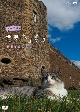 岩合光昭の世界ネコ歩き　スコットランド