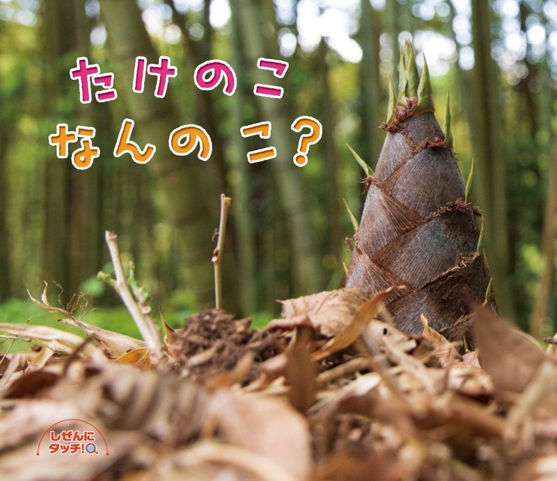 たけのこなんのこ?