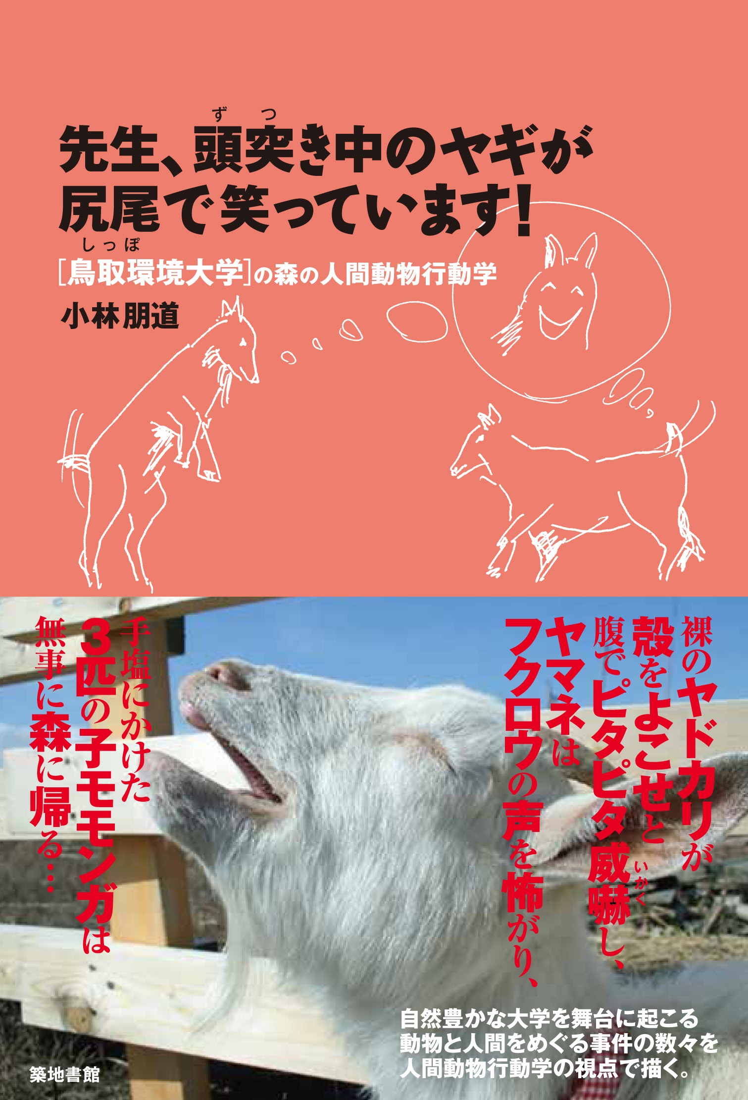 先生、頭突き中のヤギが尻尾で笑っています! [鳥取環境大学]の森の人間動物行動学