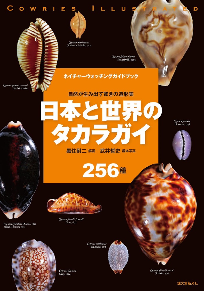 日本と世界のタカラガイ256種 自然が生み出す驚きの造形美