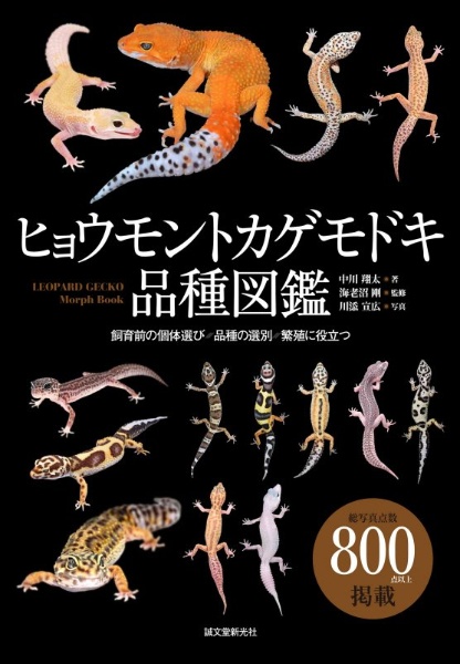 ヒョウモントカゲモドキ品種図鑑　飼育前の個体選び・品種の選別・繁殖に役立つ