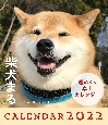 柴犬まる週めくり卓上カレンダー　2022