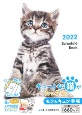Schedule　Book　CAT　2022